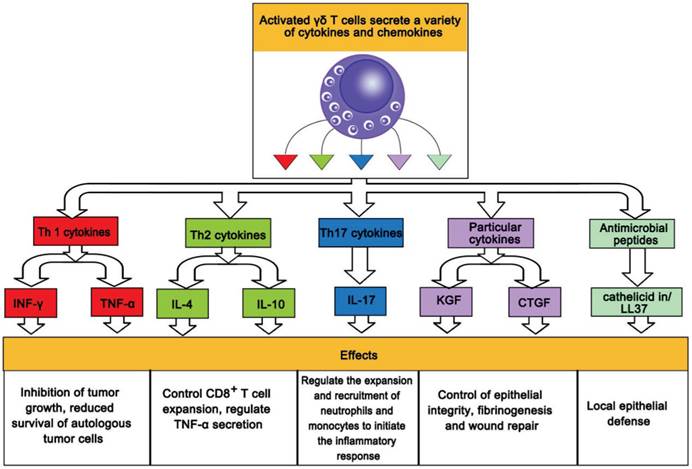 Int J Biol Sci Image