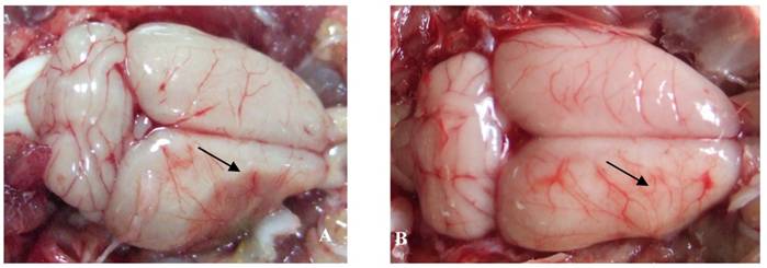 Catalpol Increases Brain Angiogenesis and Up-Regulates VEGF and EPO in