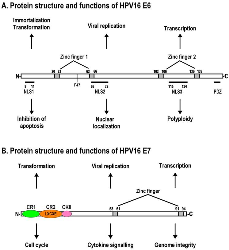 Virus Oncogènes À Adn virus oncogene a adn