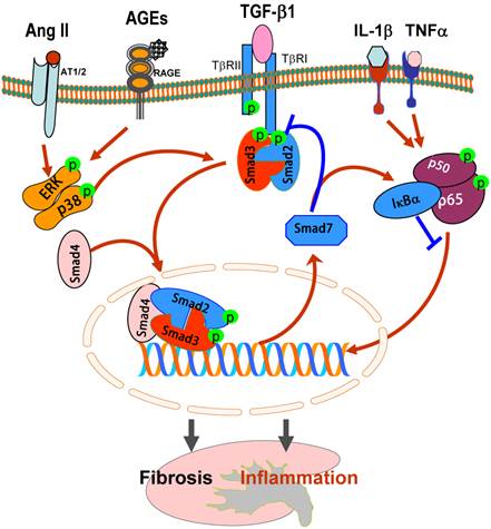tgf fibrosis 1 kidney inflammation renal smads enlarge type