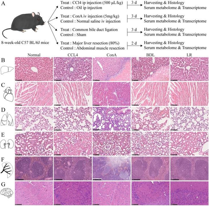 Potential Crosstalk between Liver and Extraliver Organs in Mouse