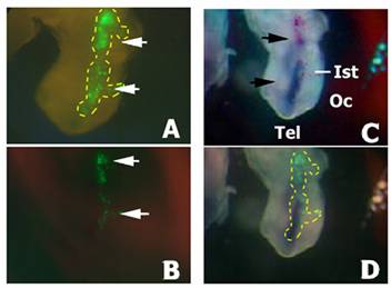 Int J Biol Sci Image