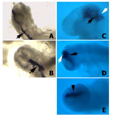 Int J Biol Sci Image