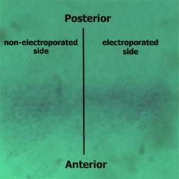 Int J Biol Sci Image