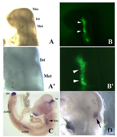 Int J Biol Sci Image