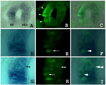 Int J Biol Sci Image