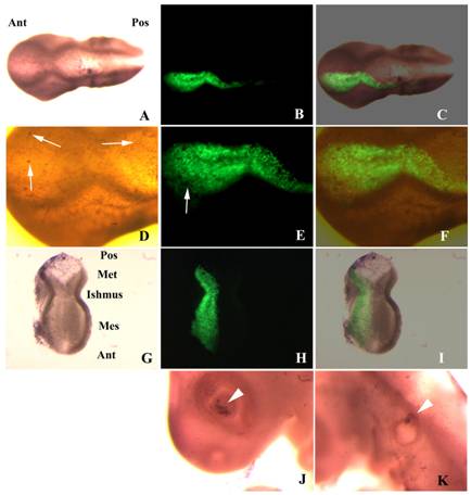 Int J Biol Sci Image