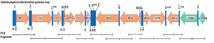 Int J Biol Sci Image