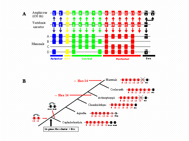 Int J Biol Sci Image