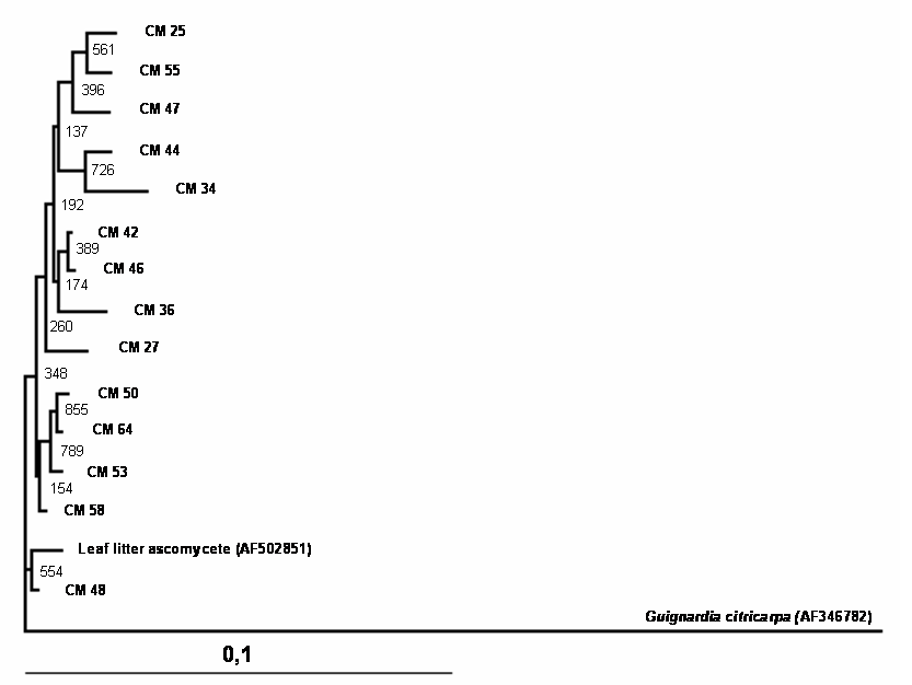 Int J Biol Sci Image