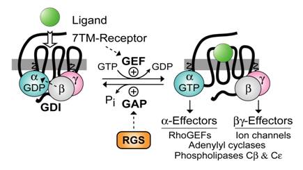 Int J Biol Sci Image