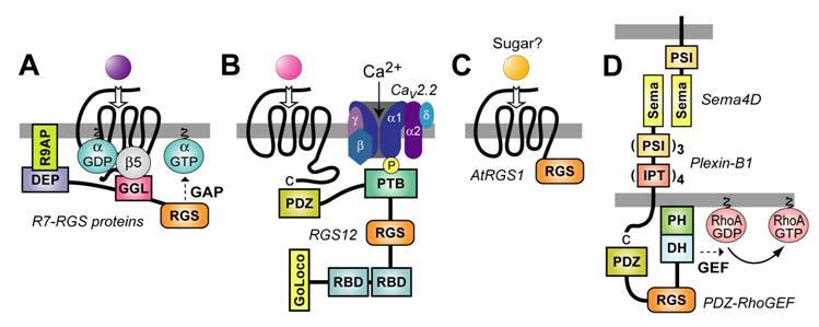 Int J Biol Sci Image