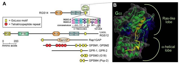 Int J Biol Sci Image