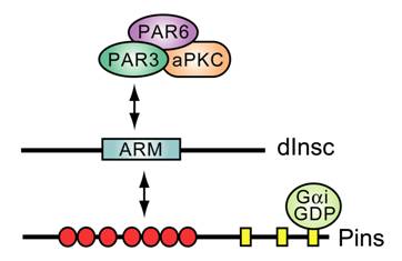 Int J Biol Sci Image