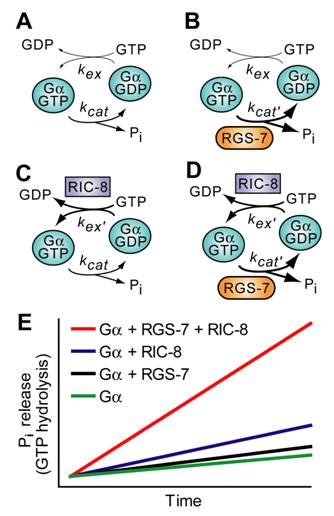 Int J Biol Sci Image