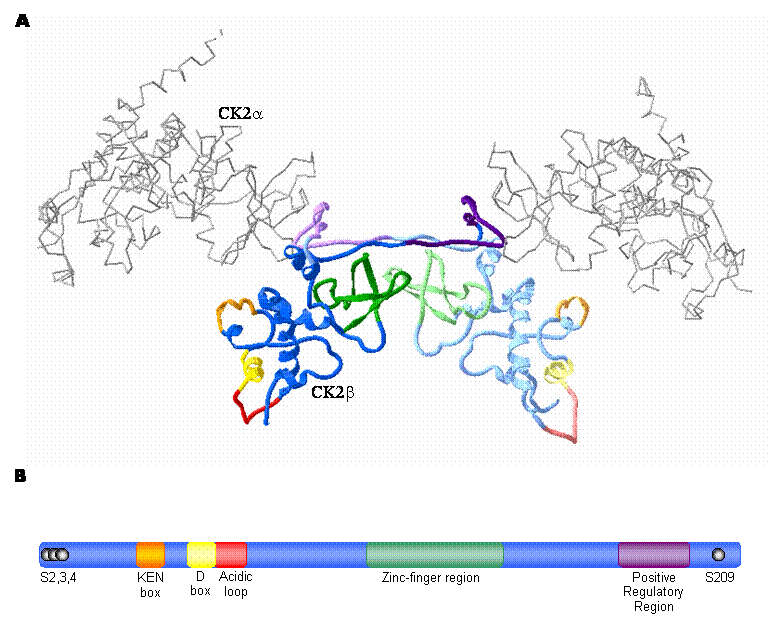 Int J Biol Sci Image