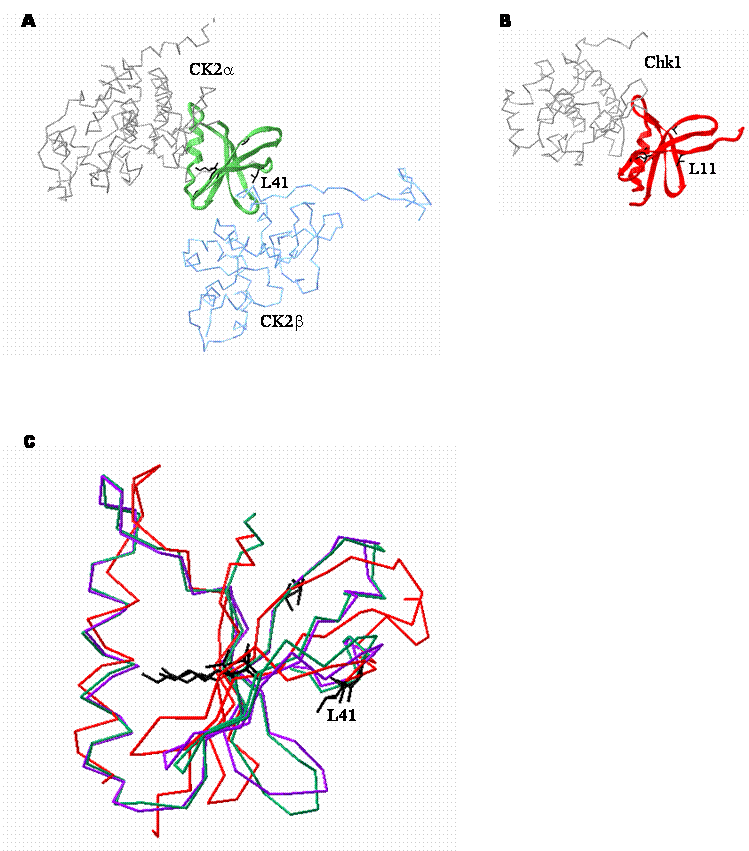 Int J Biol Sci Image