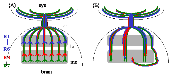 Int J Biol Sci Image