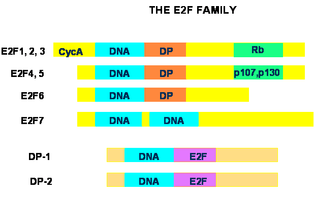 Int J Biol Sci Image