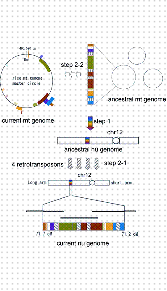 Int J Biol Sci Image