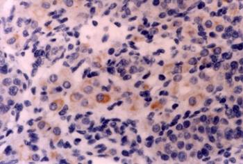 Int J Biol Sci Image