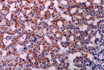 Int J Biol Sci Image