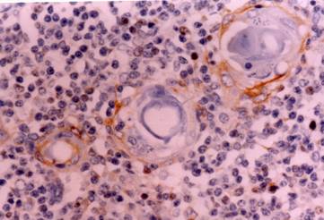 Int J Biol Sci Image
