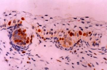 Int J Biol Sci Image