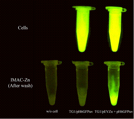 Int J Biol Sci Image