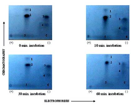 Int J Biol Sci Image