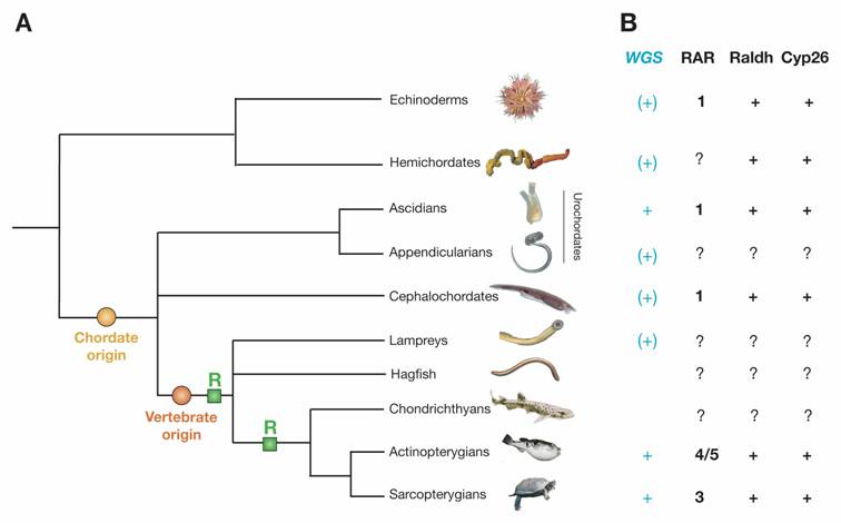 Int J Biol Sci Image