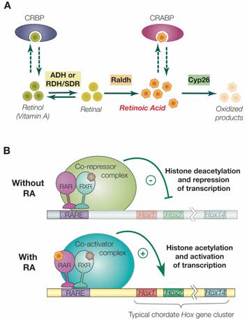 Int J Biol Sci Image