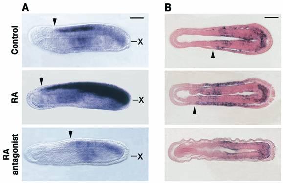 Int J Biol Sci Image