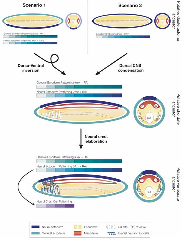 Int J Biol Sci Image