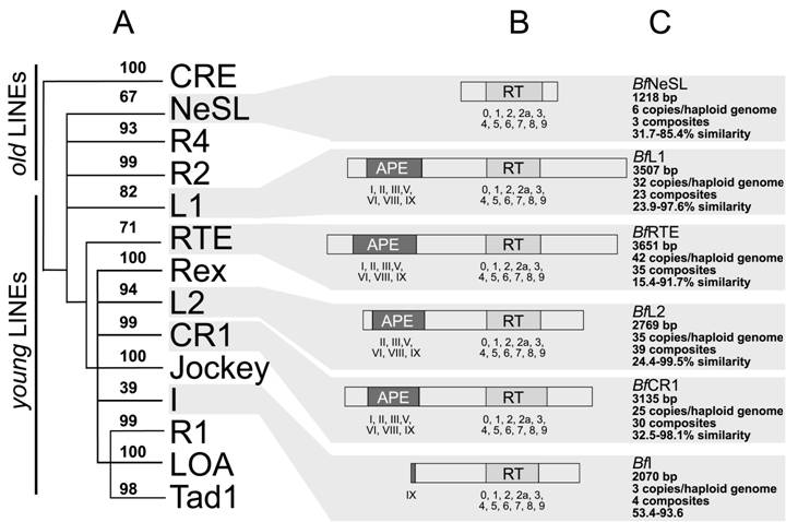 Int J Biol Sci Image