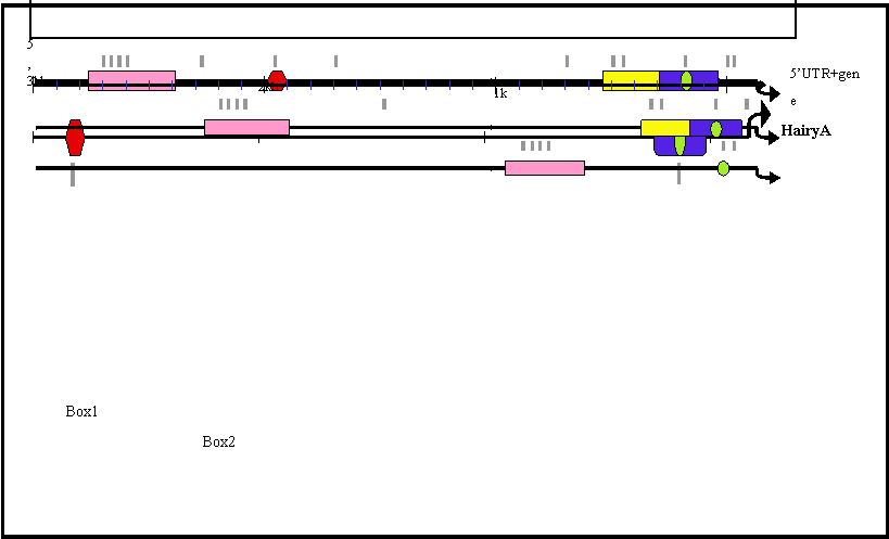 Int J Biol Sci Image