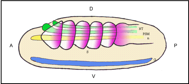 Int J Biol Sci Image