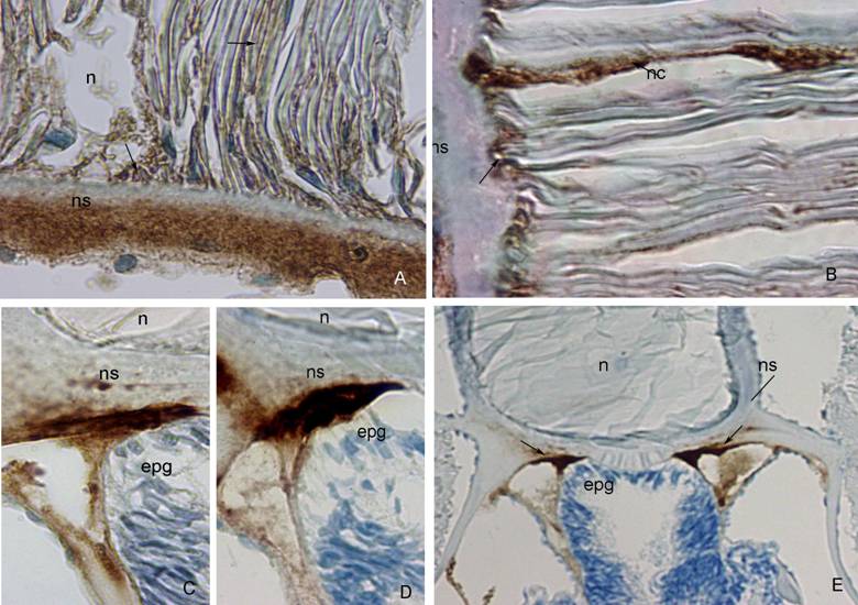 Int J Biol Sci Image