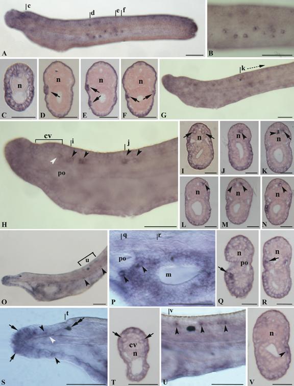 Int J Biol Sci Image