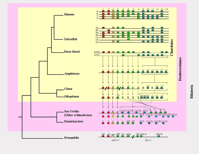 Int J Biol Sci Image