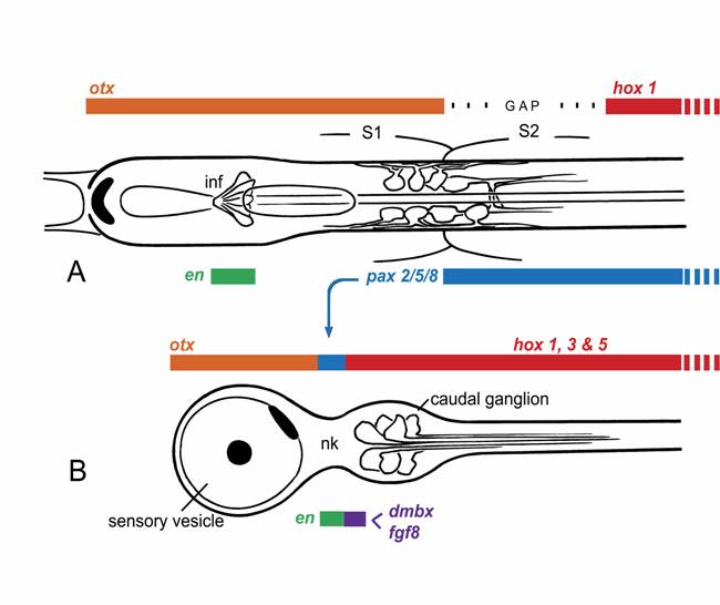 Int J Biol Sci Image