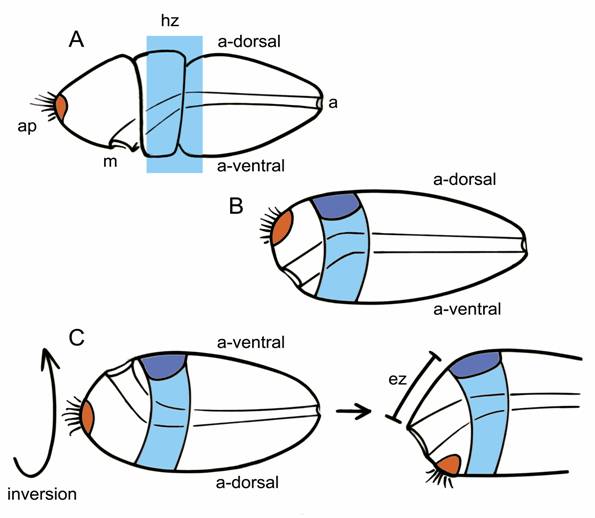 Int J Biol Sci Image