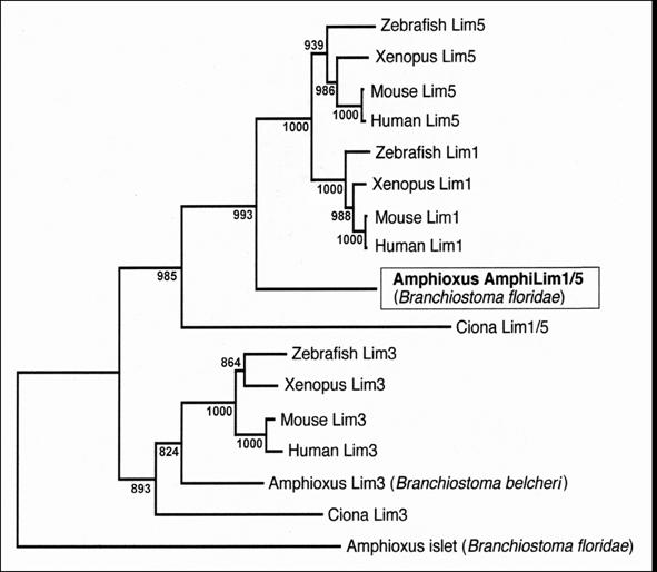 Int J Biol Sci Image