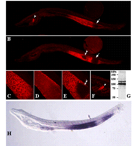 Int J Biol Sci Image