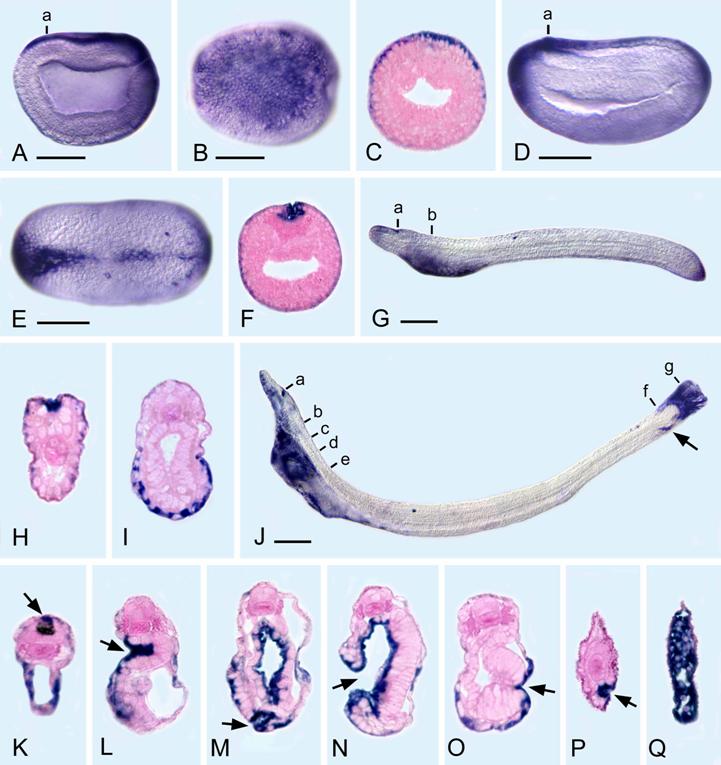 Int J Biol Sci Image