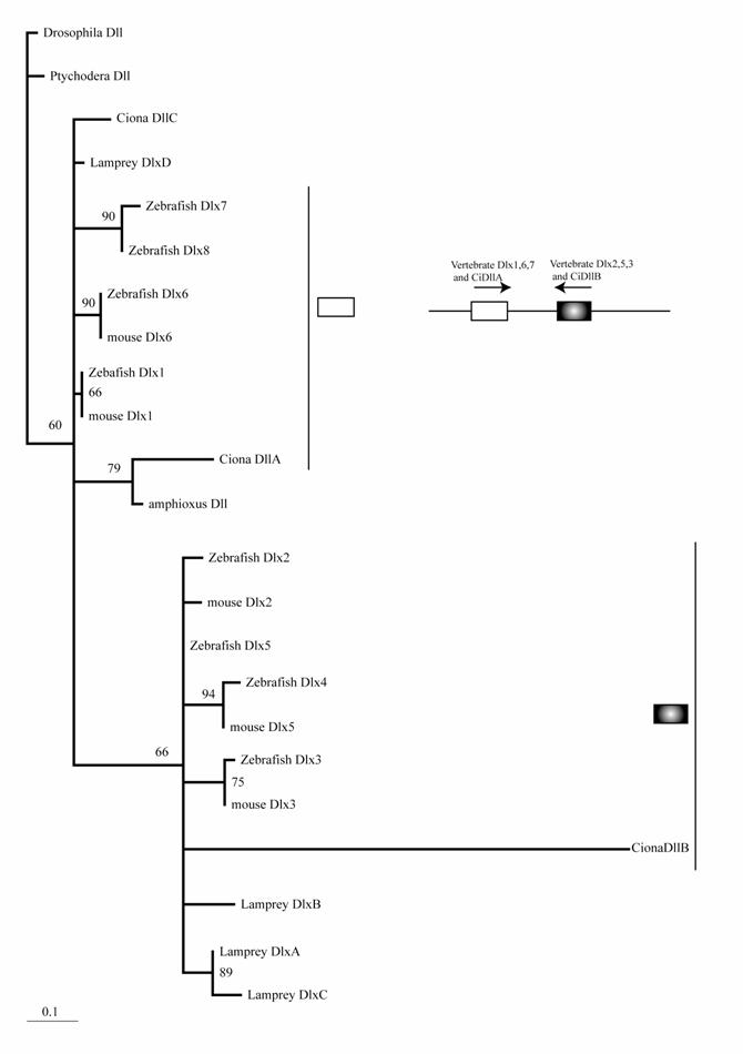 Int J Biol Sci Image