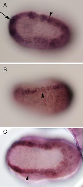Int J Biol Sci Image