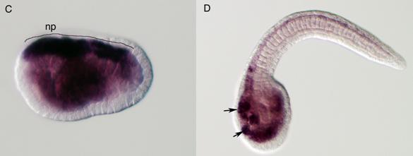 Int J Biol Sci Image