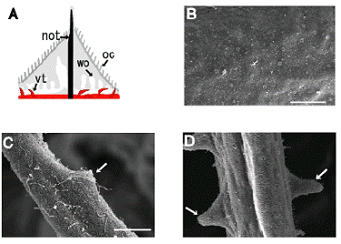 Int J Biol Sci Image