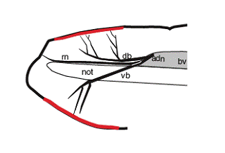 Int J Biol Sci Image